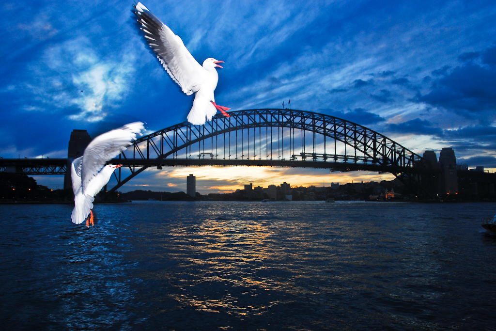 Seagulls and Bridge