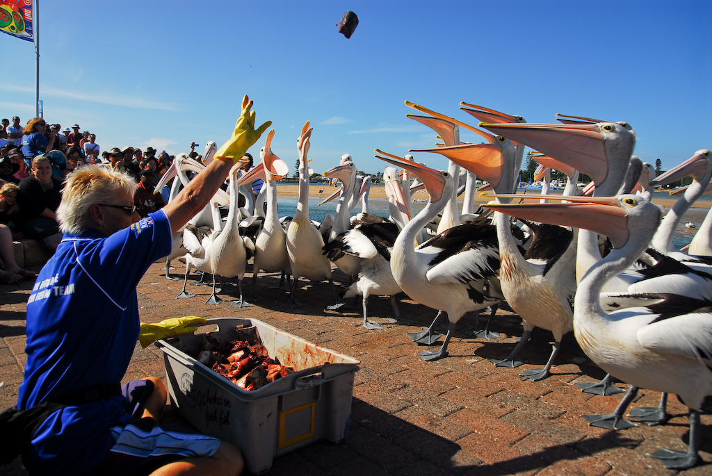 Pelican Feeding at The Entrance NSW